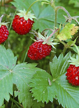 Fraisier DES BOIS