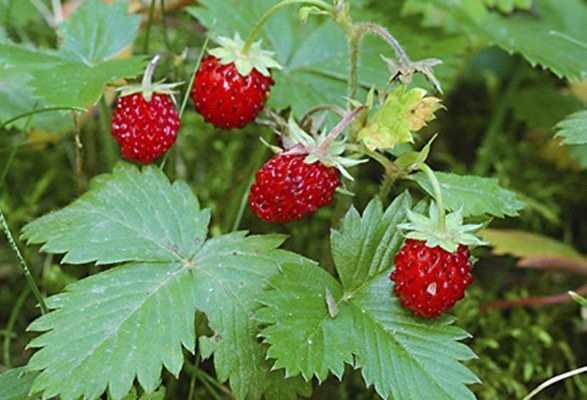 Fraisier DES BOIS