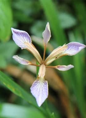 Iris FETIDE