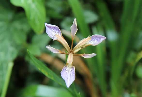 Iris FETIDE