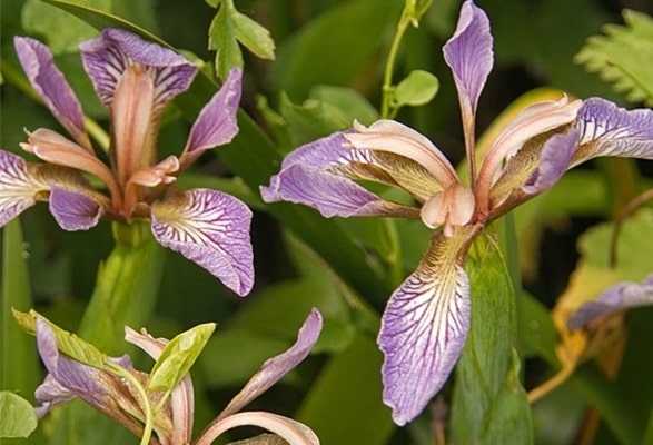 Iris FETIDE – Image 2