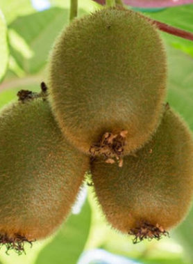 Kiwi autofertile JENNY