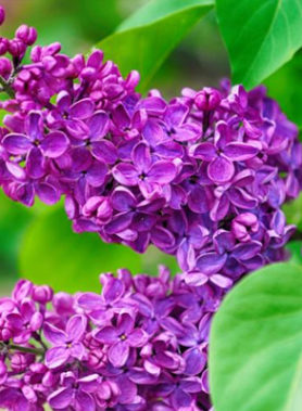 Lilas communs