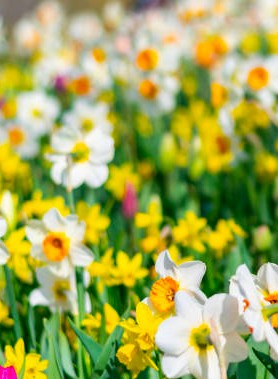Narcisses en Mélange