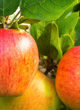Pommier REINE DES REINETTES