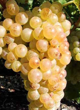 Ceps de vigne BLANCS pour DÉGUSTATION