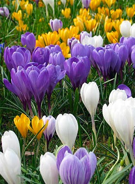 Crocus en Mélange