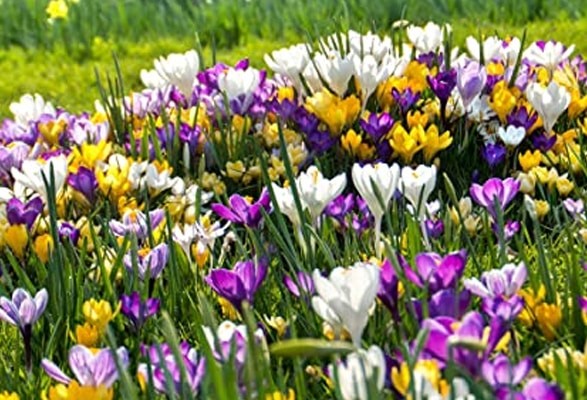 Crocus en Mélange – Image 2