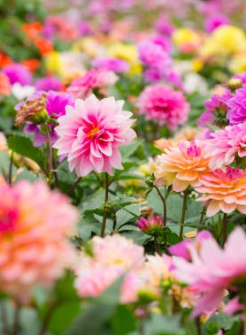 Dahlias en Mélange (Simple, Double, Cactus, Pompon)