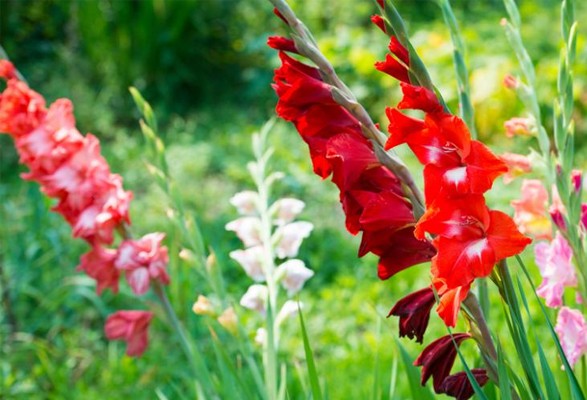 Glaïeuls en Mélange – Image 2
