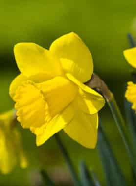 Jonquilles