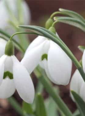 Perce-neige