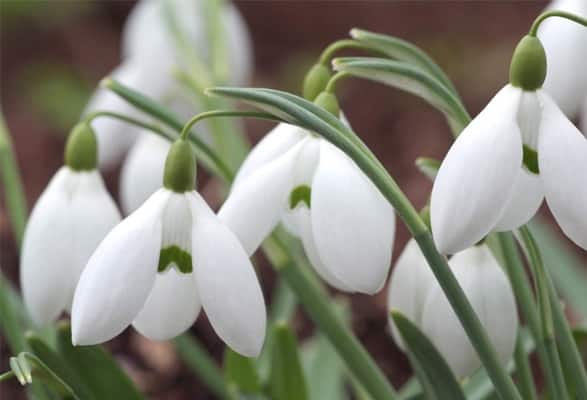 Perce-neige