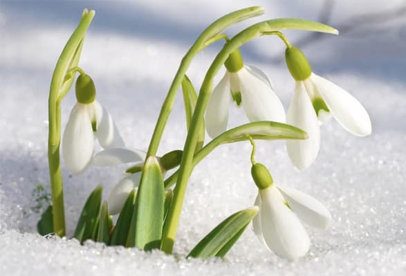 Perce-neige – Image 2