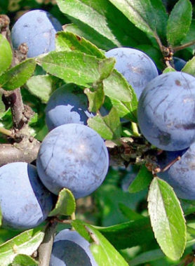 Prunellier ÉPINE NOIRE