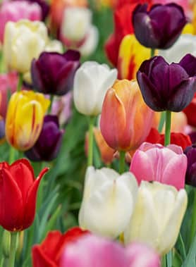 Tulipes en Mélange