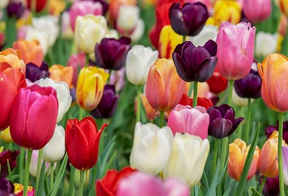Tulipes en Mélange