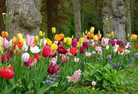 Tulipes en Mélange – Image 2