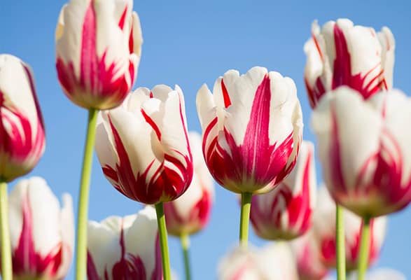 Tulipes en Mélange – Image 3