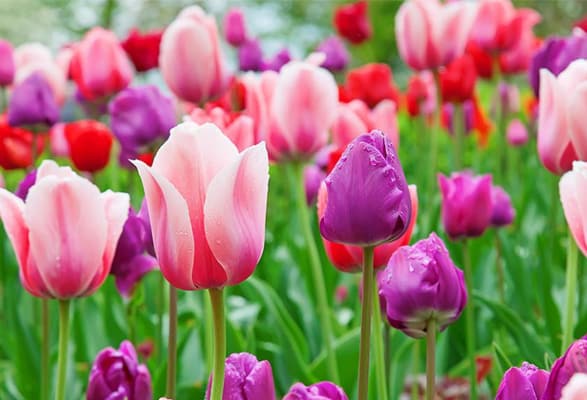 Tulipes en Mélange – Image 4