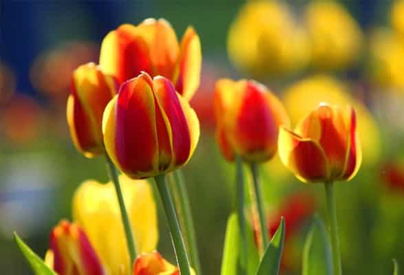 Tulipes en Mélange – Image 5