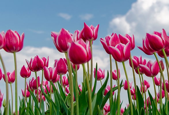 Tulipes en Mélange – Image 6