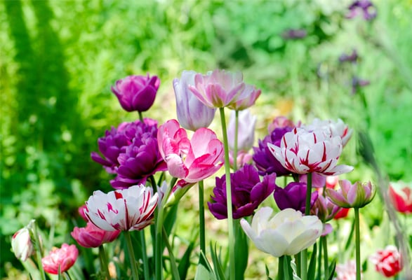 Tulipes en Mélange – Image 7