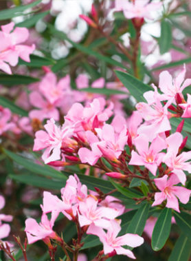 Laurier ROSE