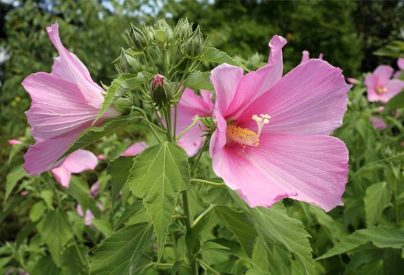 Hibiscus – Image 2