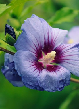 Hibiscus