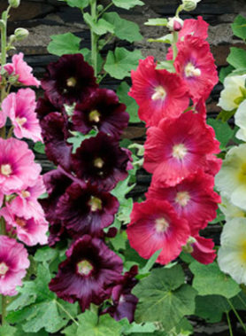 Graines de roses TREMIERES en mélange