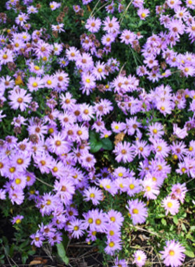 Aster Ageratoides Ezo Murasaki