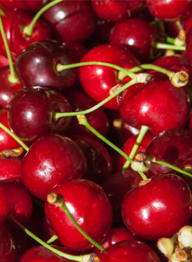 Cerisier BURLAT