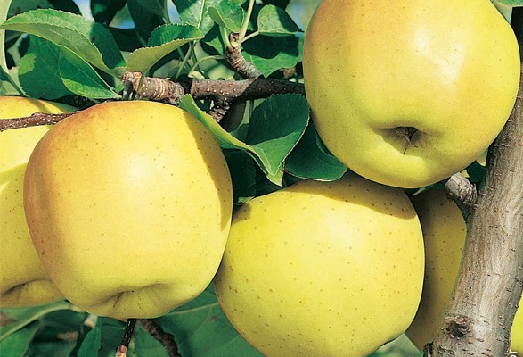 Pommier GOLDEN DELICIOUS – Image 2