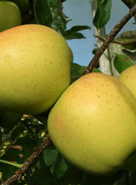 Pommier GOLDEN DELICIOUS