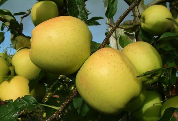 Pommier GOLDEN DELICIOUS