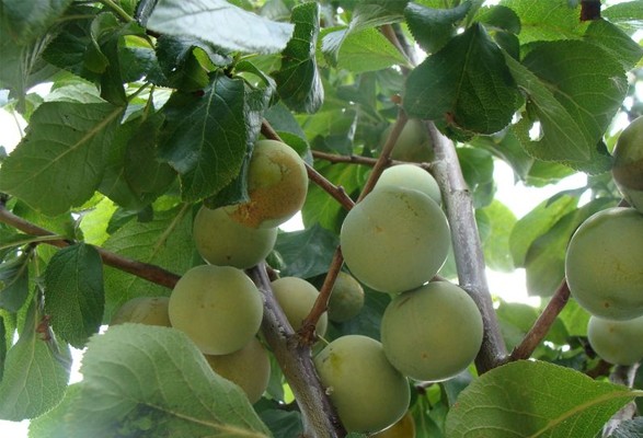 Prunier REINE CLAUDE D'OULLINS – Image 2
