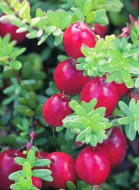 Cranberry Canneberge