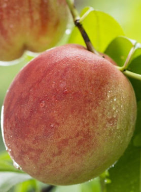 Pêcher DE VIGNE