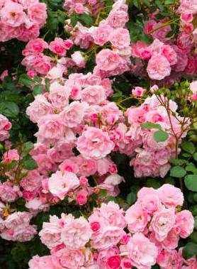 Rosier RANDILLA (Buisson)