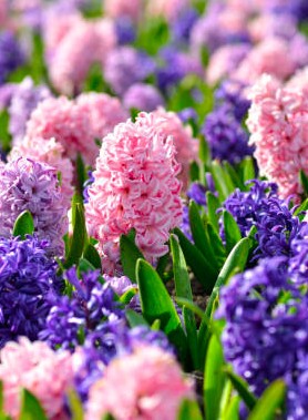 Jacinthes en mélange