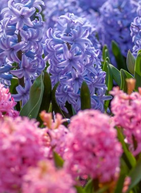 Jacinthes en mélange – Image 4