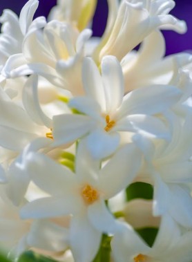Jacinthes en mélange – Image 3