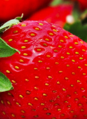 Fraisier GROSSES FRAISES