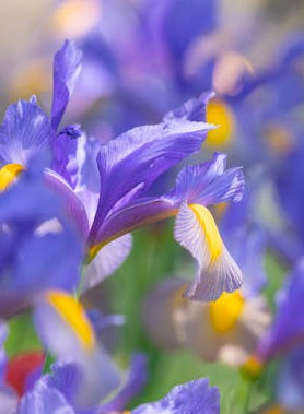 Iris de Hollande en mélange – Image 6