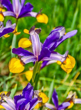 Iris de Hollande en mélange