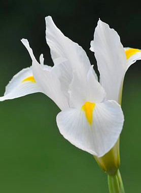 Iris de Hollande en mélange – Image 4