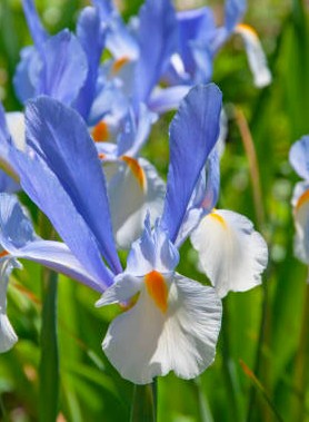 Iris de Hollande en mélange – Image 3