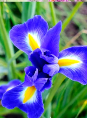 Iris de Hollande en mélange – Image 5