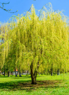 Saule pleureur